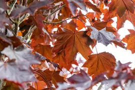 Acer platanoides 'Crimson Sentry' (Noorse esdoorn 'Crimson Sentry') - afbeelding 10