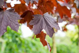 Acer platanoides 'Crimson Sentry' (Noorse esdoorn 'Crimson Sentry') - afbeelding 11