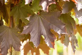 Acer platanoides 'Crimson Sentry' (Noorse esdoorn 'Crimson Sentry') - afbeelding 12