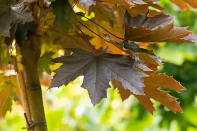 Acer platanoides 'Crimson Sentry' (Noorse esdoorn 'Crimson Sentry') - afbeelding 14