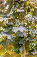 Acer platanoides 'Royal Red' (Noorse esdoorn 'Royal Red') - afbeelding 3