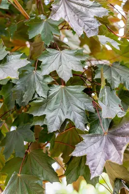 Acer platanoides 'Royal Red' (Noorse esdoorn 'Royal Red') - afbeelding 5