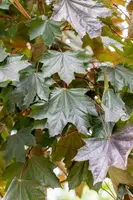 Acer platanoides 'Royal Red' (Noorse esdoorn 'Royal Red') - afbeelding 5