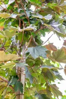 Acer platanoides 'Royal Red' (Noorse esdoorn 'Royal Red') - afbeelding 6