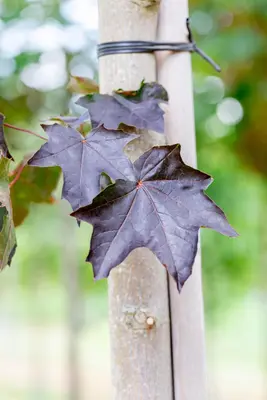 Acer platanoides 'Royal Red' (Noorse esdoorn 'Royal Red') - afbeelding 9