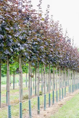 Acer platanoides 'Royal Red' (Noorse esdoorn 'Royal Red') - afbeelding 10