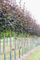 Acer platanoides 'Royal Red' (Noorse esdoorn 'Royal Red') - afbeelding 10