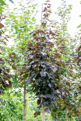 Acer platanoides 'Royal Red' (Noorse esdoorn 'Royal Red') - afbeelding 11