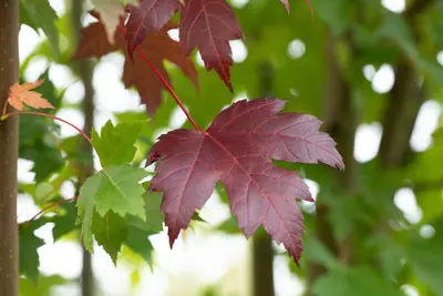 Acer platanoides 'Royal Red' (Noorse esdoorn 'Royal Red') - afbeelding 1