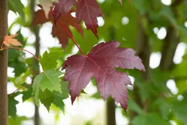 Acer platanoides 'Royal Red' (Noorse esdoorn 'Royal Red') - afbeelding 1