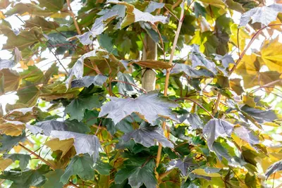 Acer platanoides 'Royal Red' (Noorse esdoorn 'Royal Red') - afbeelding 2