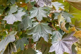 Acer platanoides 'Royal Red' (Noorse esdoorn 'Royal Red') - afbeelding 4