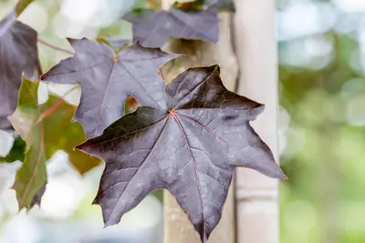 Acer platanoides 'Royal Red' (Noorse esdoorn 'Royal Red') - afbeelding 7