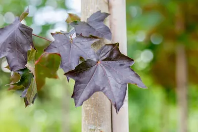 Acer platanoides 'Royal Red' (Noorse esdoorn 'Royal Red') - afbeelding 8