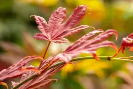 Acer shirasawanum 'Moonrise' (Japanse Esdoorn 'Moonrise') - afbeelding 1