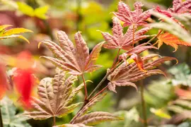Acer shirasawanum 'Moonrise' (Japanse Esdoorn 'Moonrise') - afbeelding 2