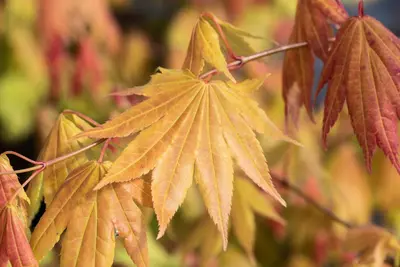 Acer shirasawanum 'Moonrise' (Japanse Esdoorn 'Moonrise') - afbeelding 3