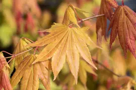 Acer shirasawanum 'Moonrise' (Japanse Esdoorn 'Moonrise') - afbeelding 3