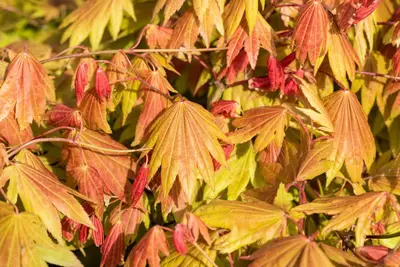 Acer shirasawanum 'Moonrise' (Japanse Esdoorn 'Moonrise') - afbeelding 4