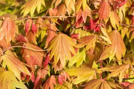 Acer shirasawanum 'Moonrise' (Japanse Esdoorn 'Moonrise') - afbeelding 4