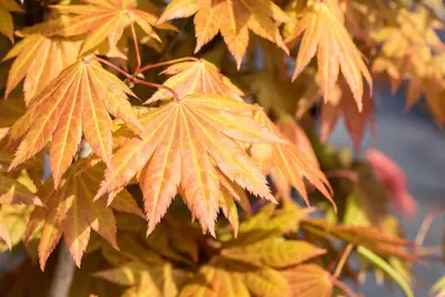 Acer shirasawanum 'Moonrise' (Japanse Esdoorn 'Moonrise') - afbeelding 5
