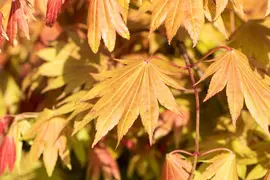 Acer shirasawanum 'Moonrise' (Japanse Esdoorn 'Moonrise') - afbeelding 6