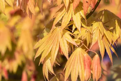 Acer shirasawanum 'Moonrise' (Japanse Esdoorn 'Moonrise') - afbeelding 7