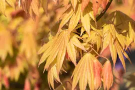 Acer shirasawanum 'Moonrise' (Japanse Esdoorn 'Moonrise') - afbeelding 7