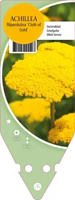 Achillea Filipendulina Cloth Of Gold (Duizendblad) - afbeelding 1
