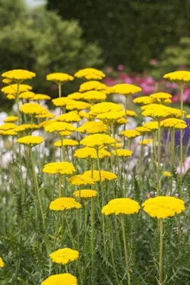 Achillea Filipendulina Cloth Of Gold (Duizendblad) - afbeelding 3