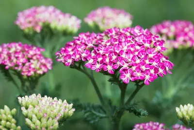Achillea Millefolium Cerise Queen (Duizendblad) - afbeelding 4