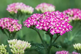 Achillea Millefolium Cerise Queen (Duizendblad) - afbeelding 4