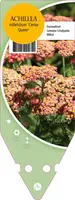 Achillea Millefolium Cerise Queen (Duizendblad) kopen?