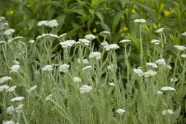 Achillea millefolium (Duizendblad) 15cm - afbeelding 4