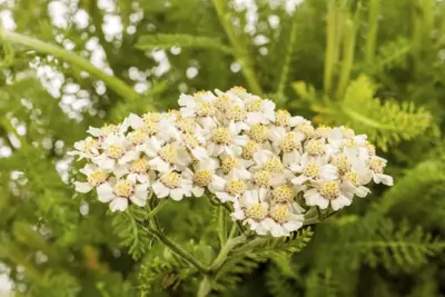 Achillea millefolium (Duizendblad) 15cm - afbeelding 2