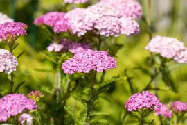 Achillea millefolium (Duizendblad) 15cm - afbeelding 3