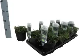 Achillea millefolium (Duizendblad) 15cm - afbeelding 1