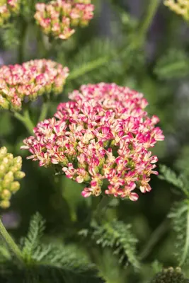 Achillea millefolium 'Milly Rock Rose' (Gewoon duizendblad 'Milly Rock Rose') - afbeelding 1