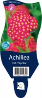 Achillea millefolium 'Paprika' (Duizendblad) - afbeelding 1