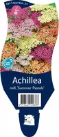 Achillea millefolium 'Summer Pastels' (Duizendblad) kopen?