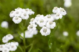 Achillea Ptarmica The Pearl (Duizendblad) - afbeelding 4