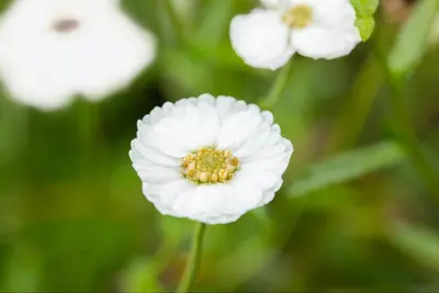 Achillea Ptarmica The Pearl (Duizendblad) - afbeelding 5