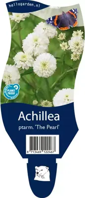 Achillea ptarmica 'The Pearl' (Duizendblad) - afbeelding 1