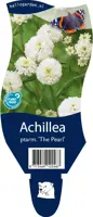 Achillea ptarmica 'The Pearl' (Duizendblad) - afbeelding 1