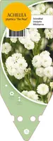 Achillea Ptarmica The Pearl (Duizendblad) kopen?