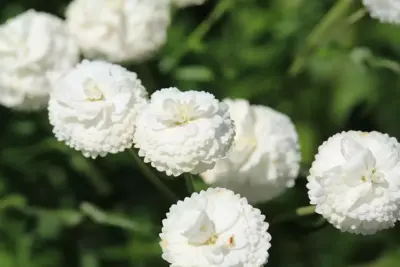Achillea ptarmica 'The Pearl' (Duizendblad) - afbeelding 2