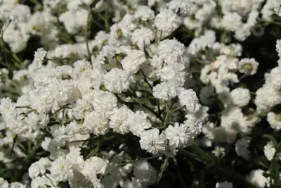 Achillea ptarmica 'The Pearl' (Duizendblad) - afbeelding 3