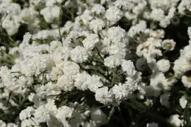 Achillea ptarmica 'The Pearl' (Duizendblad) - afbeelding 3