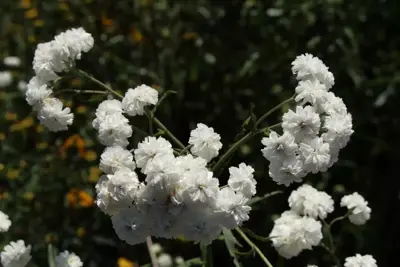 Achillea ptarmica 'The Pearl' (Duizendblad) - afbeelding 4
