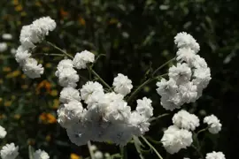 Achillea ptarmica 'The Pearl' (Duizendblad) - afbeelding 4